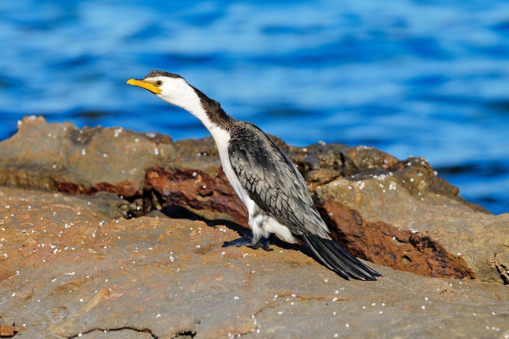  Cormorant at Collers Beach, Mollymook. 