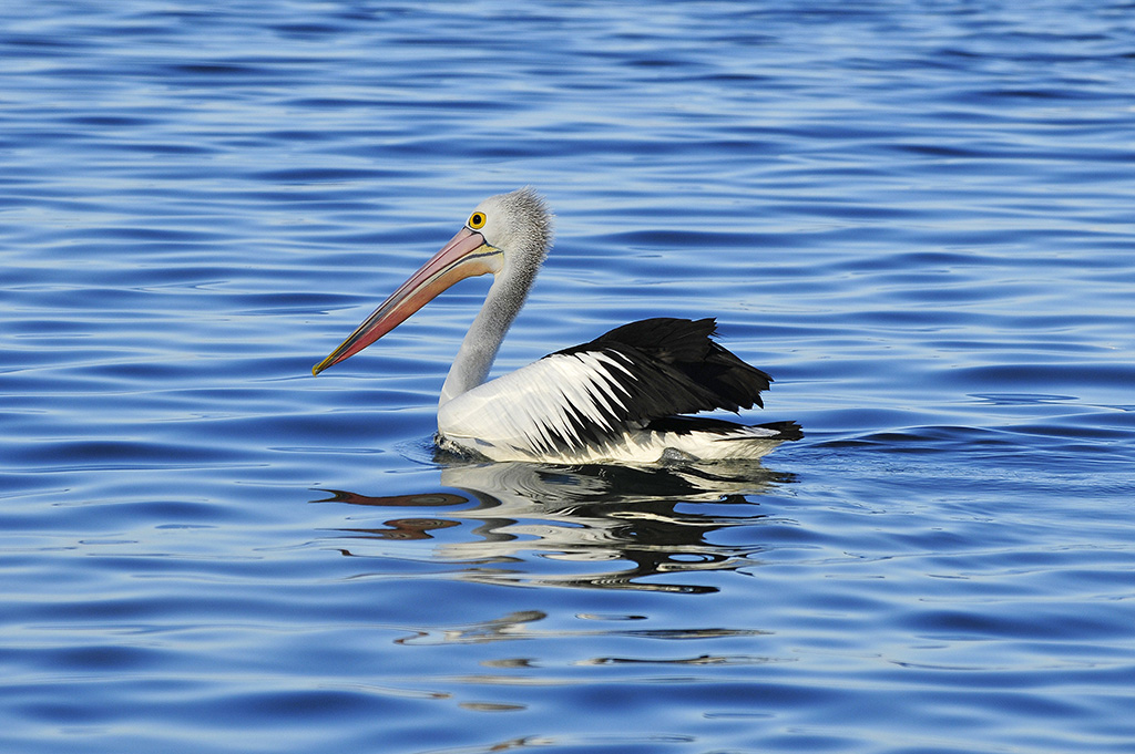  Pelican, Ulladulla Harbour. 