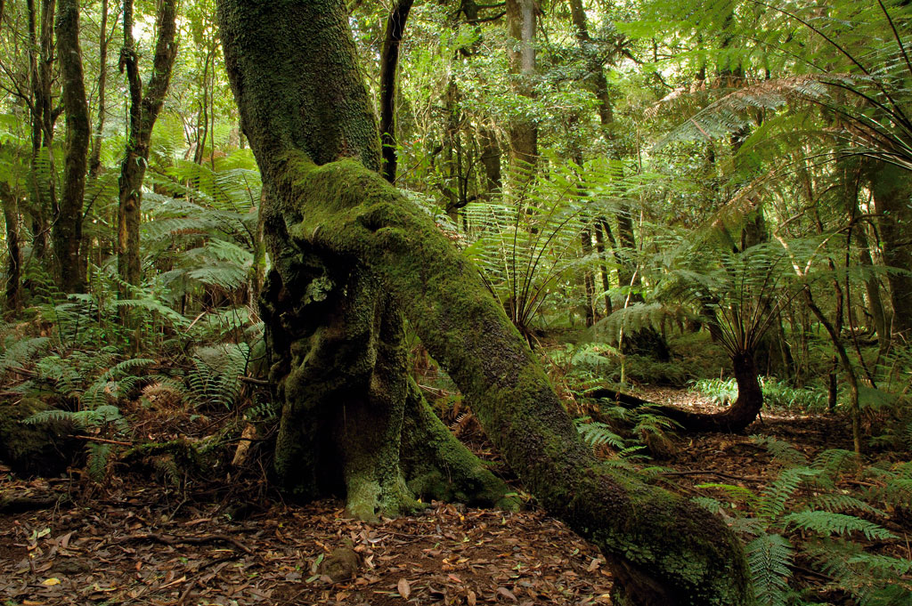  Cathedral of Ferns, Mount Wilson. 