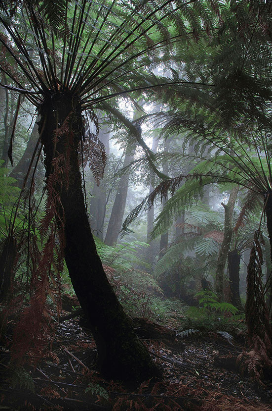  Cathedral of Ferns, Mount Wilson. 