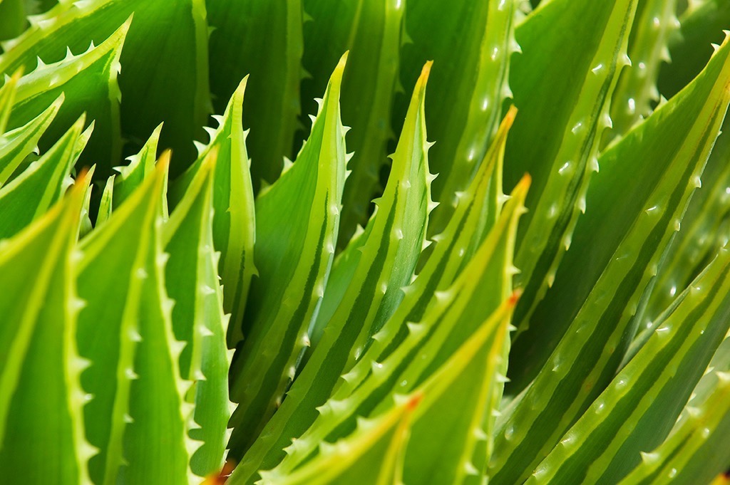  Aloe Vera plant, Mount Tomah Botanic Gardens. 