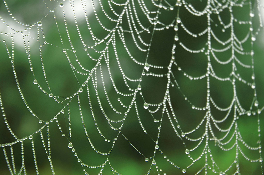  Dew droplets on a spider web. 