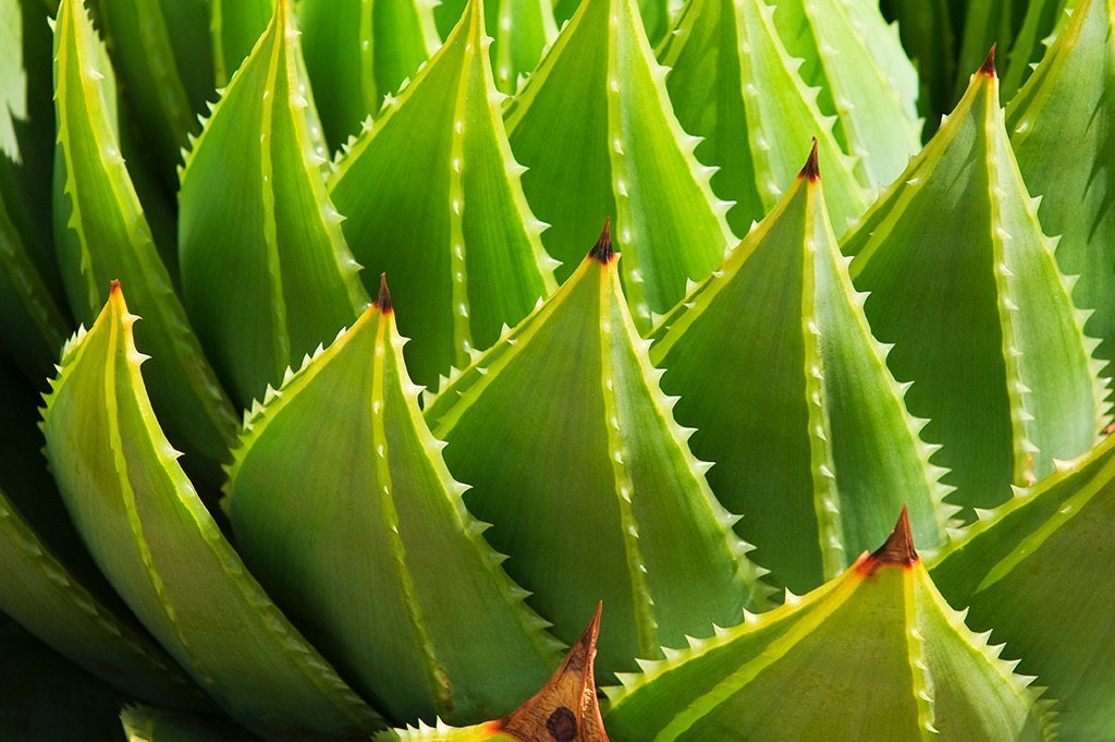  Aloe Vera plant, Mount Tomah Botanic Gardens. 