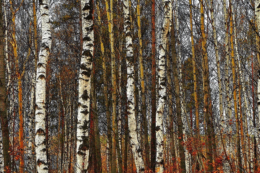  Birch by the Angara River, Siberian Russia. 