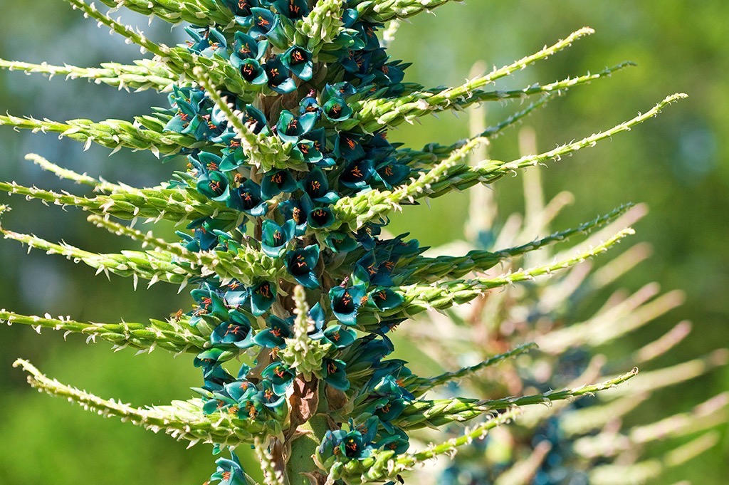  Blue Puya [Puya Berteroniana], Mount Tomah Botanic Gardens. 