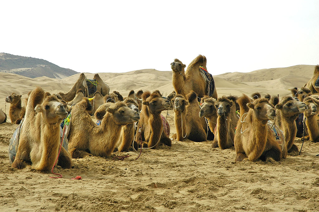  Bactrian camels, Gobi Desert, Inner Mongolia. 