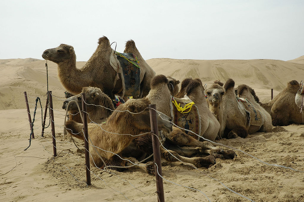  Bactrian camels, Gobi Desert, Inner Mongolia. 