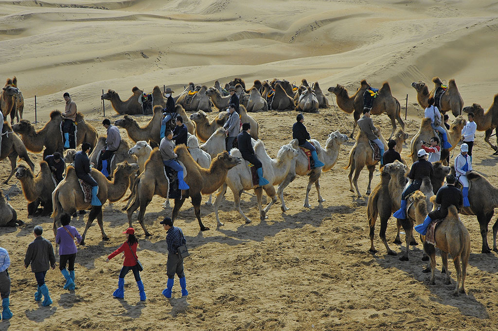  Bactrian camel rides, Gobi Desert, Inner Mongolia. 