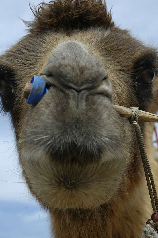  Bactrian camel at close range, Gobi Desert. 