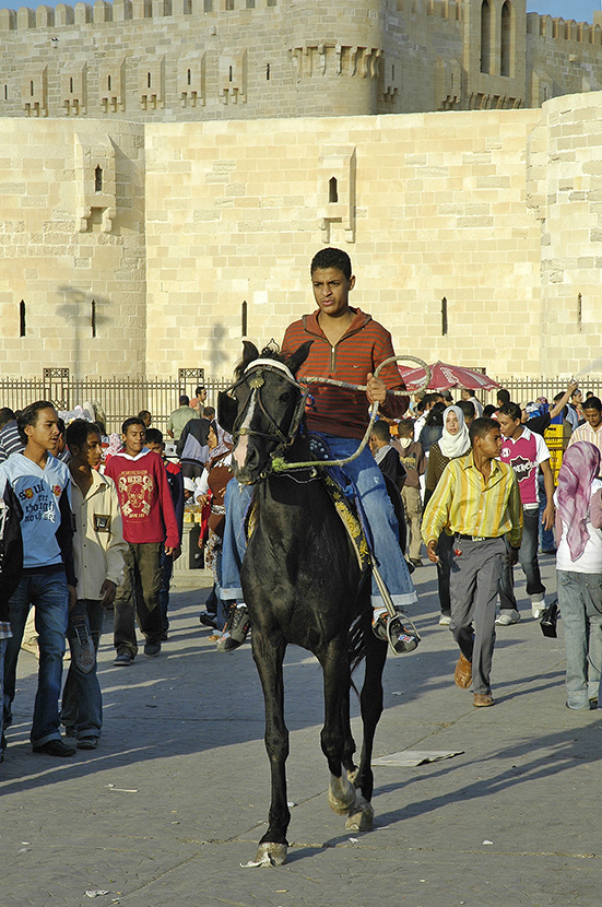  Stallion ride outside the Qaitbay Citadel. 